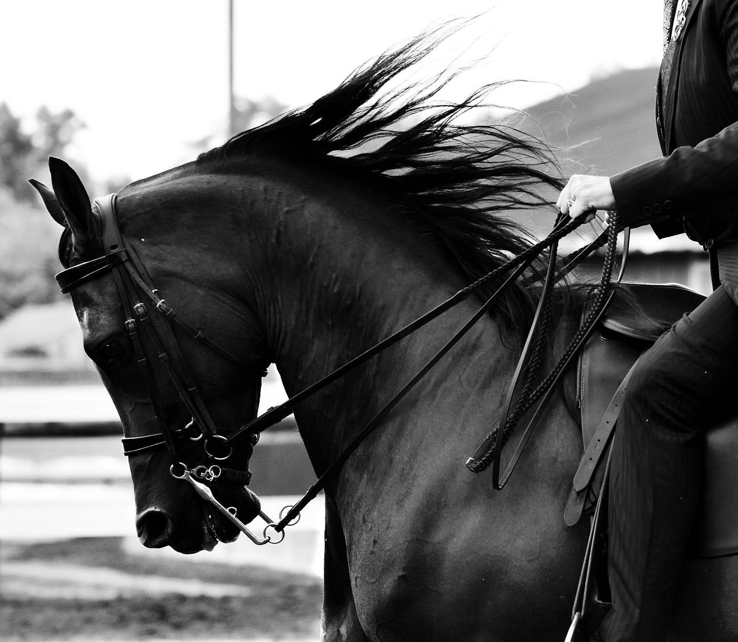 Samantha Gleason's "The Competitor"