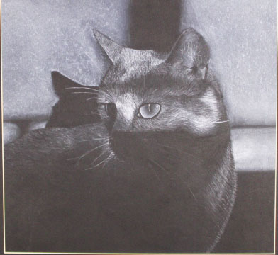 Alyssa Curfman - Gold Key - Cat in the Shadows