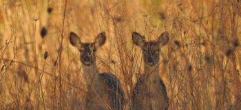 JE Students Published in the Three Lakes Sampler, Featured at Schweinfurth Art Center